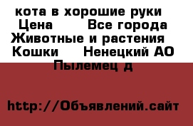 кота в хорошие руки › Цена ­ 0 - Все города Животные и растения » Кошки   . Ненецкий АО,Пылемец д.